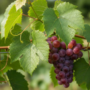 A cluster of ripe purple Vanessa Seedless Outdoor Grapes hangs from a vine, surrounded by lush green leaves, with sunlight filtering through.